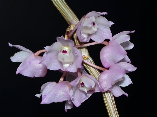 Dendrobium linguella