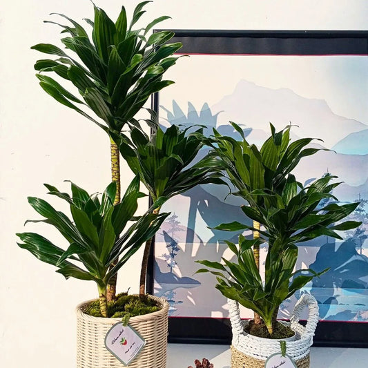 Two potted green indoor plants with long glossy leaves in woven planters, placed in front of a framed landscape print on a light wall.