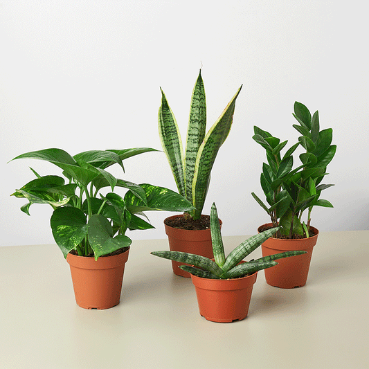 Easy Care Plants Starter Kit