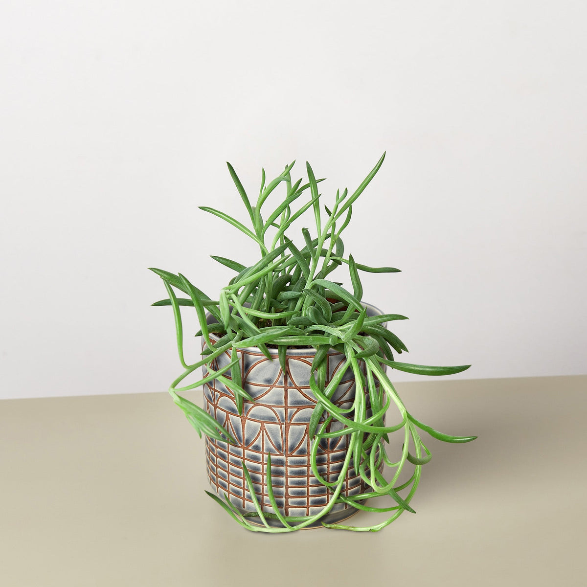 Succulent Senecio Succulent 'Fish Hooks'