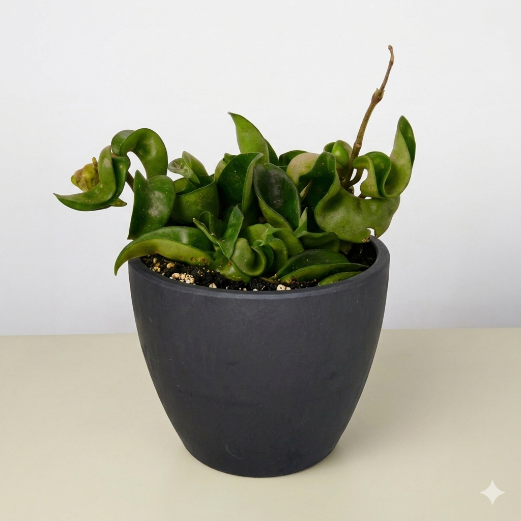Hoya Rope Plant