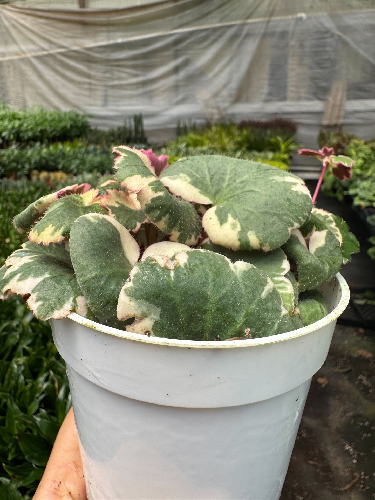 Saxifraga Tricolor
