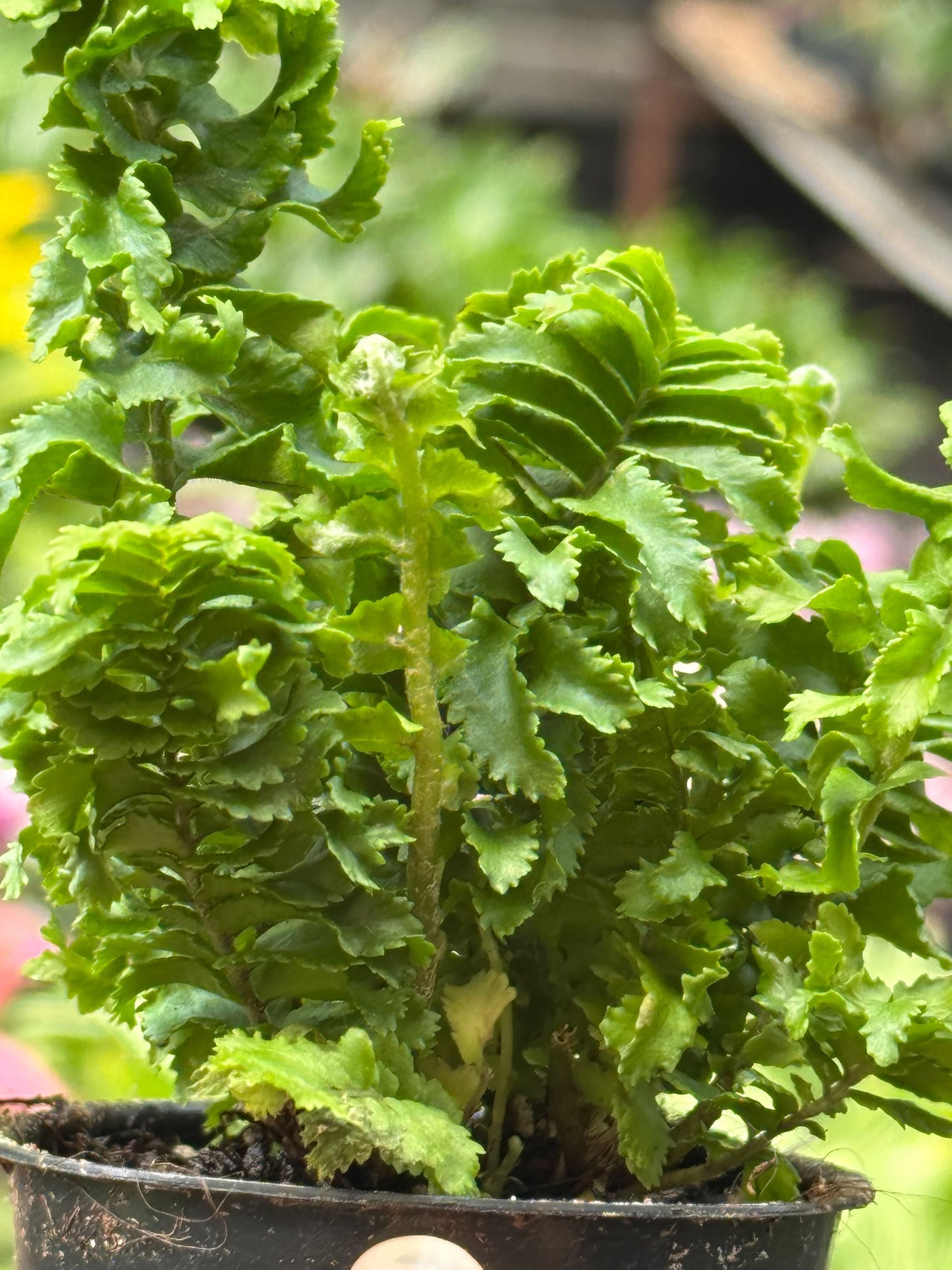Fern 'Emina'