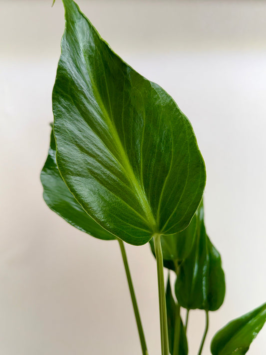 Monstera Burle Marx Flame