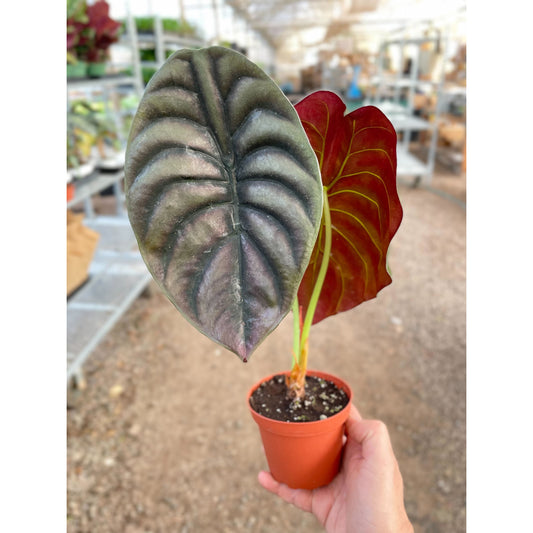 Alocasia 'Red Secret'