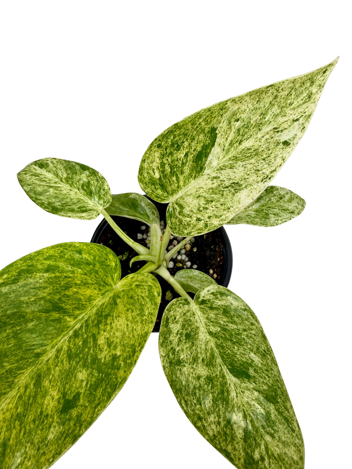 Philodendron Blizzard – Rare Variegated Collector Plant