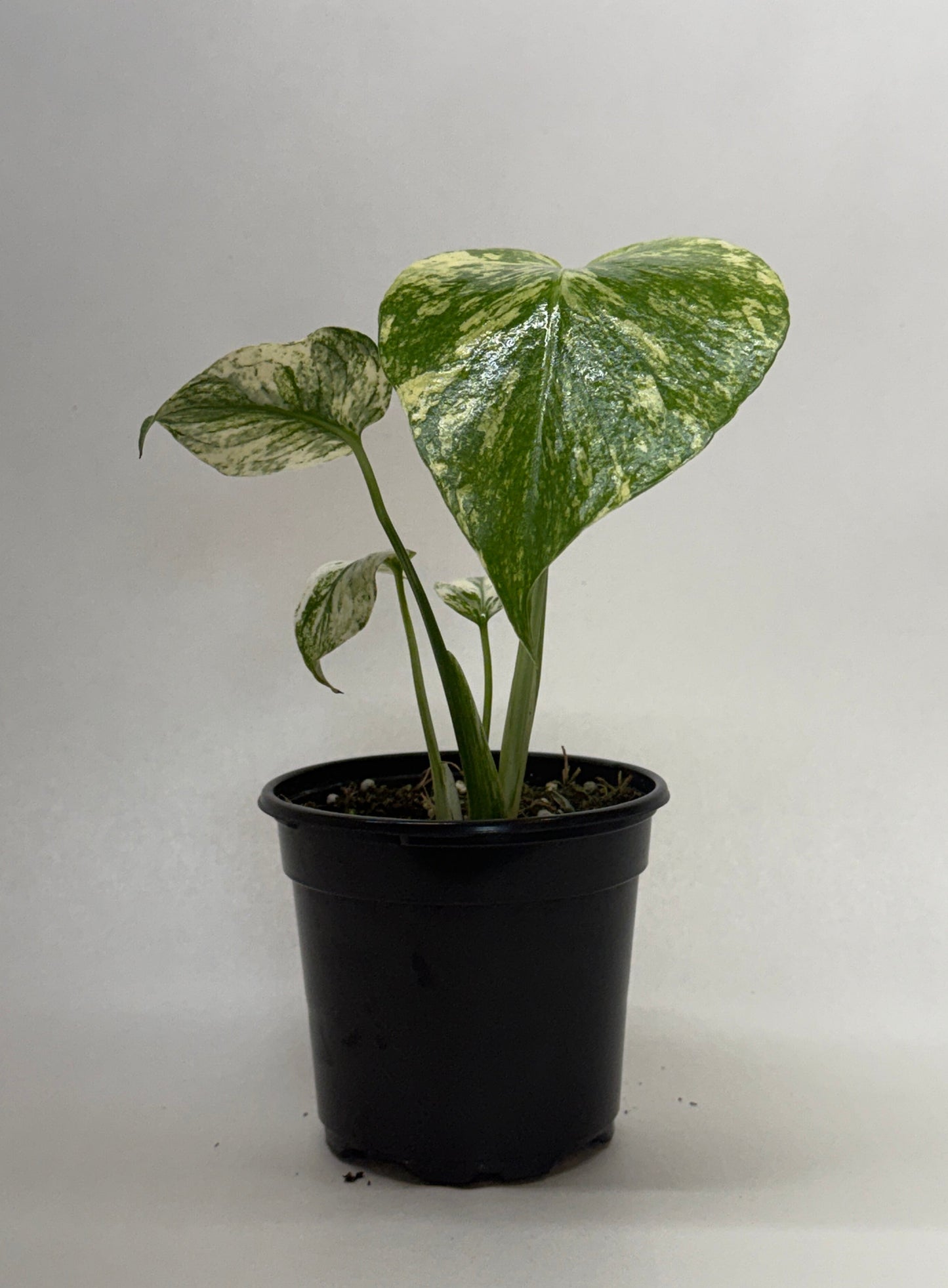 Monstera 'Mint