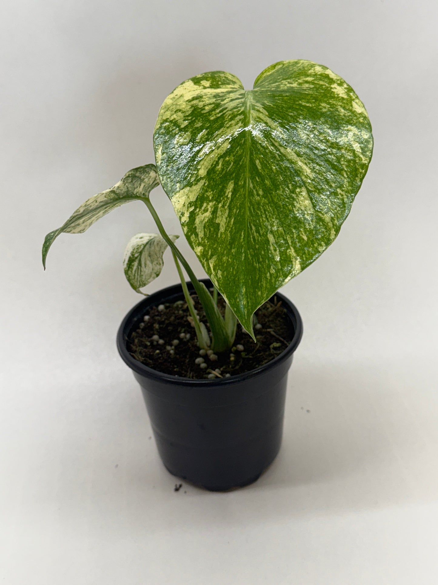 Monstera 'Mint'