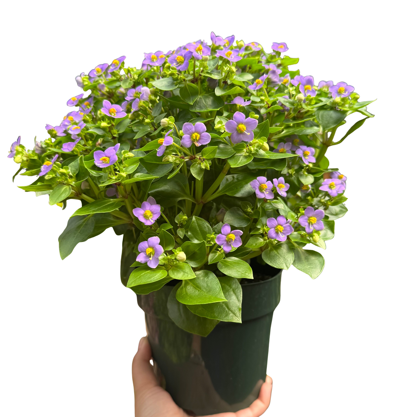 Exacum 'Persian Violet'