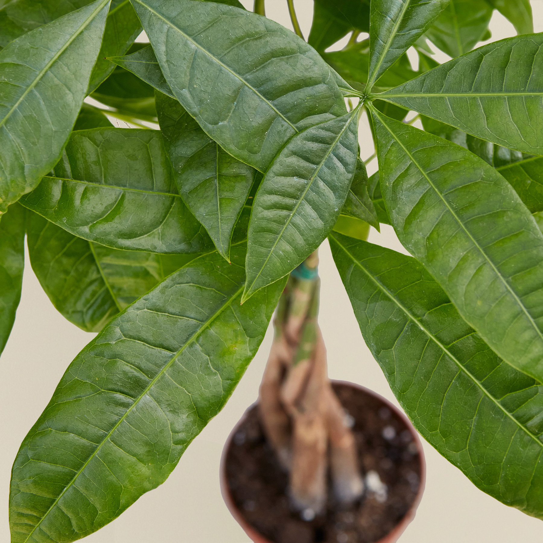 pachira money tree pet safe Money Tree Braided Pachira Aquatica
