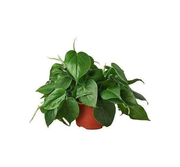 2 Syngonium Variety (Arrowhead Plant) / 4" Pot / Live Plant