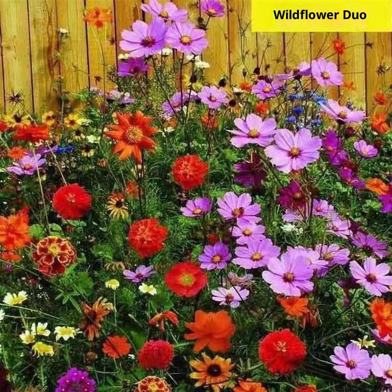 Baby's Breath, Sunflower, Cosmos, Daisy Four-season Seeds