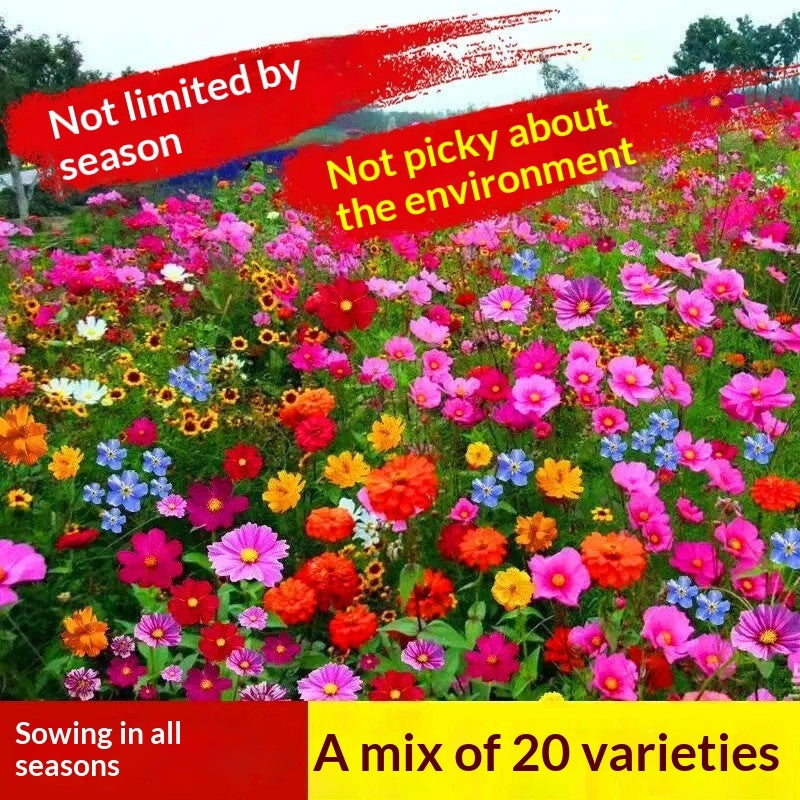 Baby's Breath, Sunflower, Cosmos, Daisy Four-season Seeds