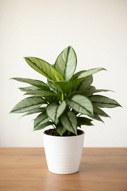 Aglaonema Silver Bay Chinese Evergreen in a white nursery pot with large glossy leaves featuring a luminous silvery grey-green center and rich dark green margins on a wood surface in natural light