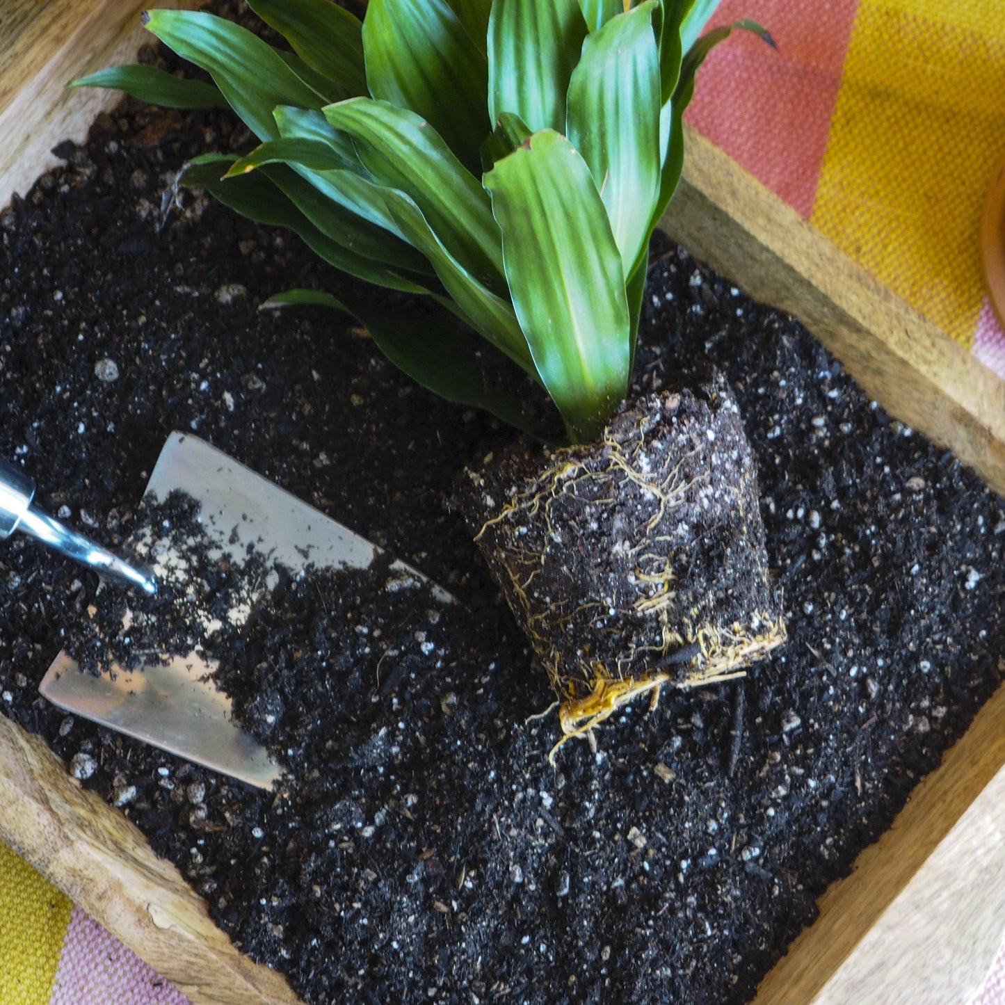 Compressed Coconut Coir - Potting Soil