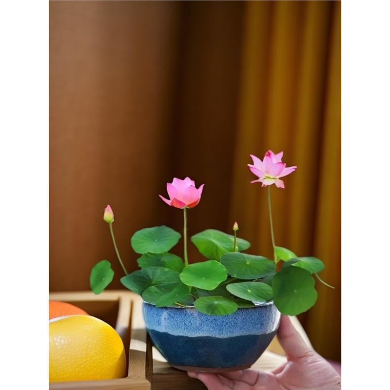 Everblooming Mixed Color Bowl Lotus Hydroponic Plant Sleeping Lotus Lotus Seeds