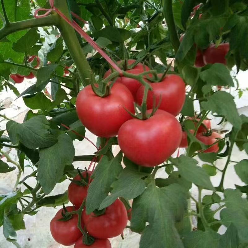 High Yield Big Tomato Seeds High Temperature Vegetables And Fruits