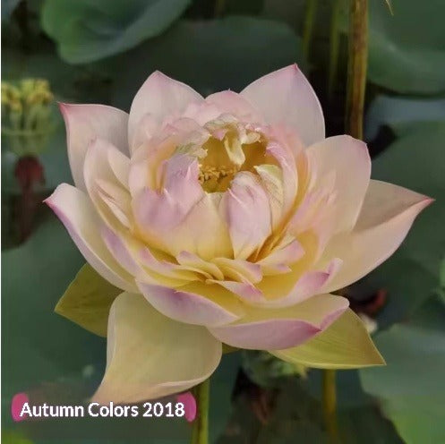Four Seasons Blooming Hydroponic Water Lily Lotus Seeds