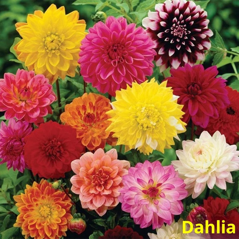 Baby's Breath, Sunflower, Cosmos, Daisy Four-season Seeds