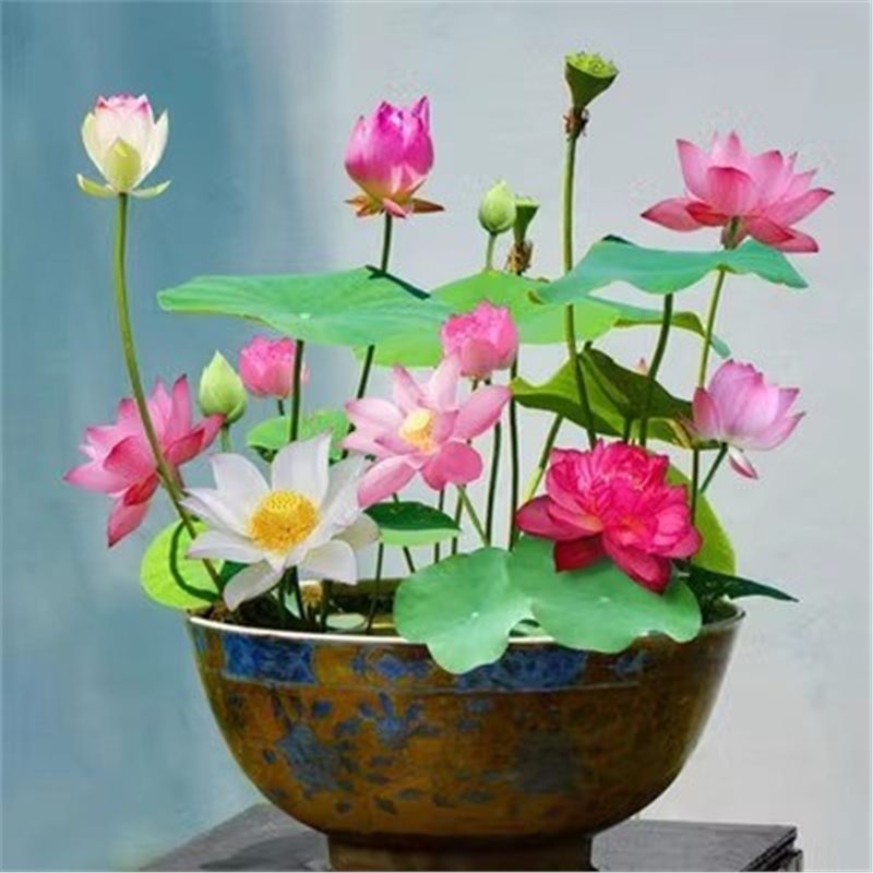 Everblooming Mixed Color Bowl Lotus Hydroponic Plant Sleeping Lotus Lotus Seeds
