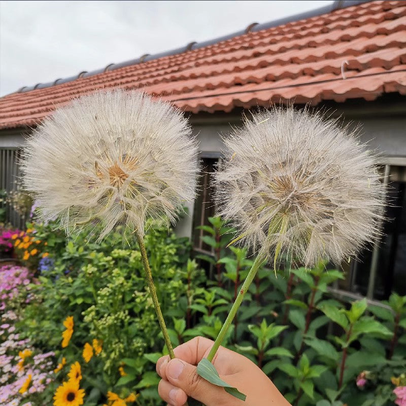 Baby's Breath, Sunflower, Cosmos, Daisy Four-season Seeds