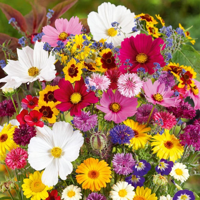 Flower Seeds Are Sown And Blooming In Four Seasons