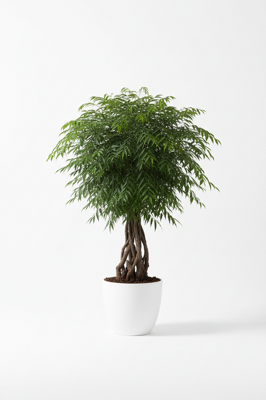 Aralia Ming Stump Plant