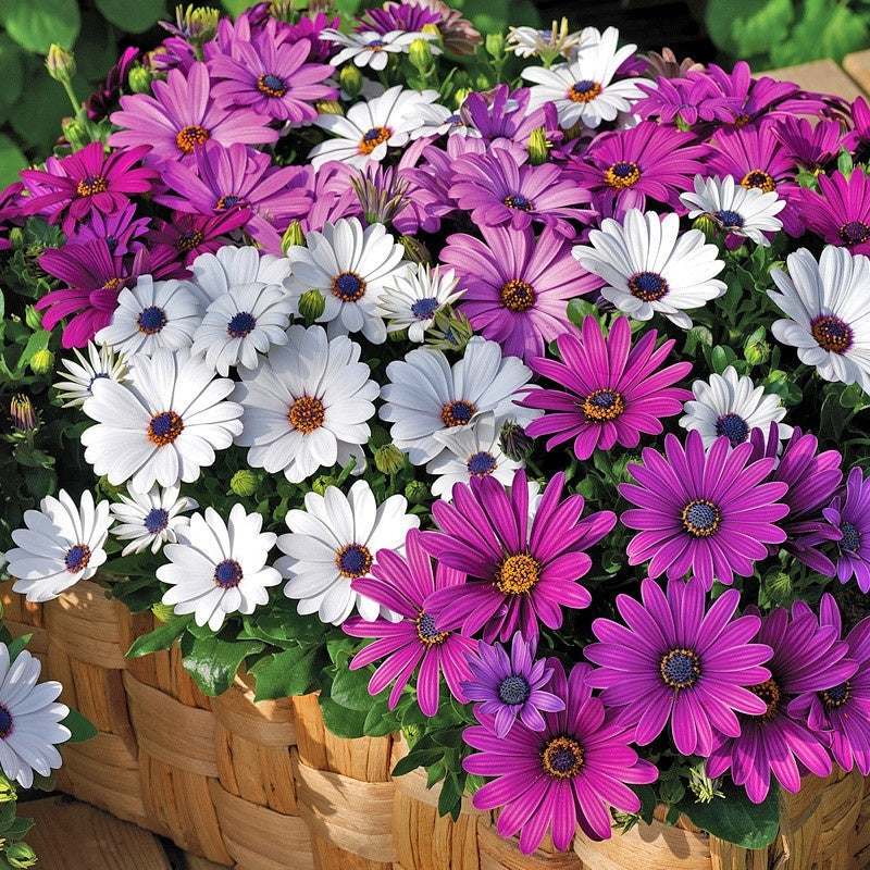 Flower Seeds Are Sown And Blooming In Four Seasons