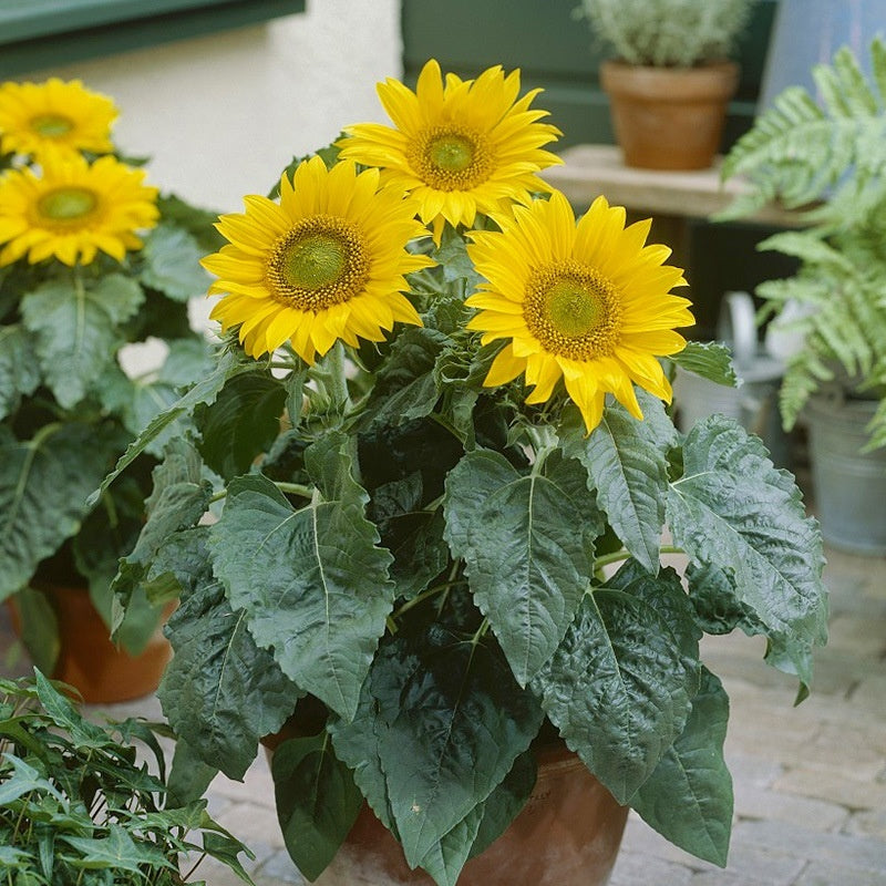 Flower Seeds Are Sown And Blooming In Four Seasons
