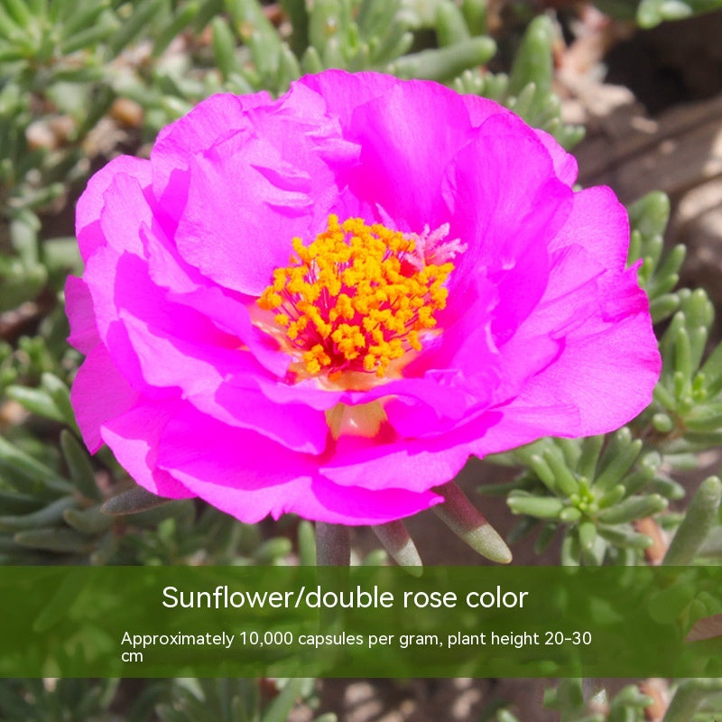 Double-petal SUNFLOWER Colorful Grow Up Easily Indoor And Outdoor Potted Seeds