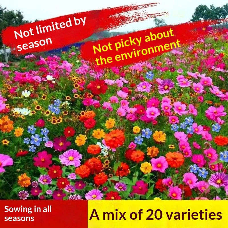 Easy-to-grow Outdoor Flower Seeds For Your Yard