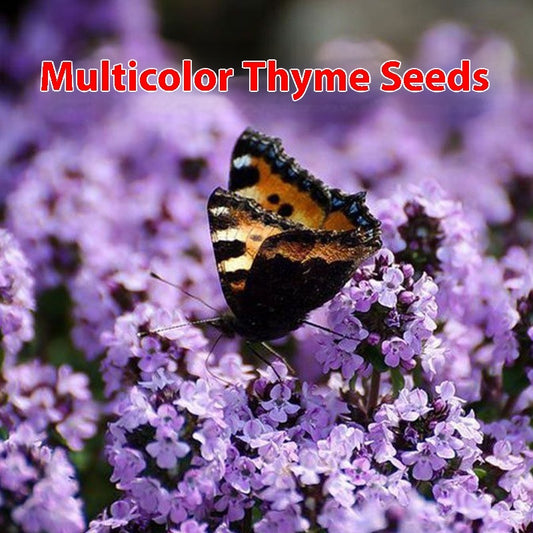 Thyme Seeds Edible Western Foodsteak Vanilla Seasoning Mountain
