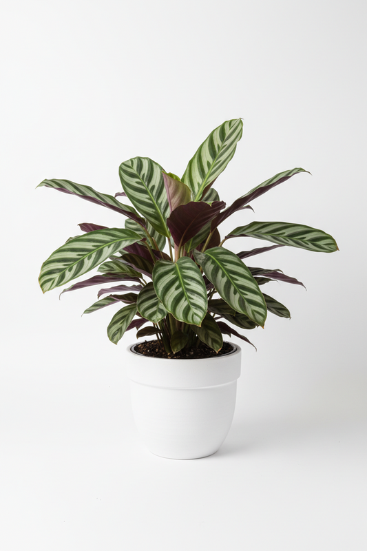 A potted Calathea Ornata plant with green and white striped leaves and dark burgundy undersides, in a white ceramic pot against a clean white background.