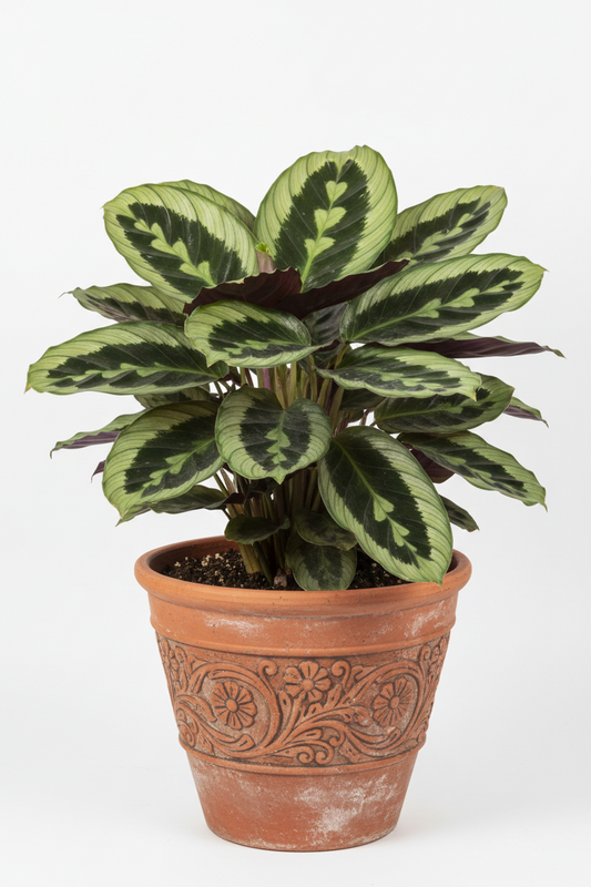 Calathea 'Makoyana'