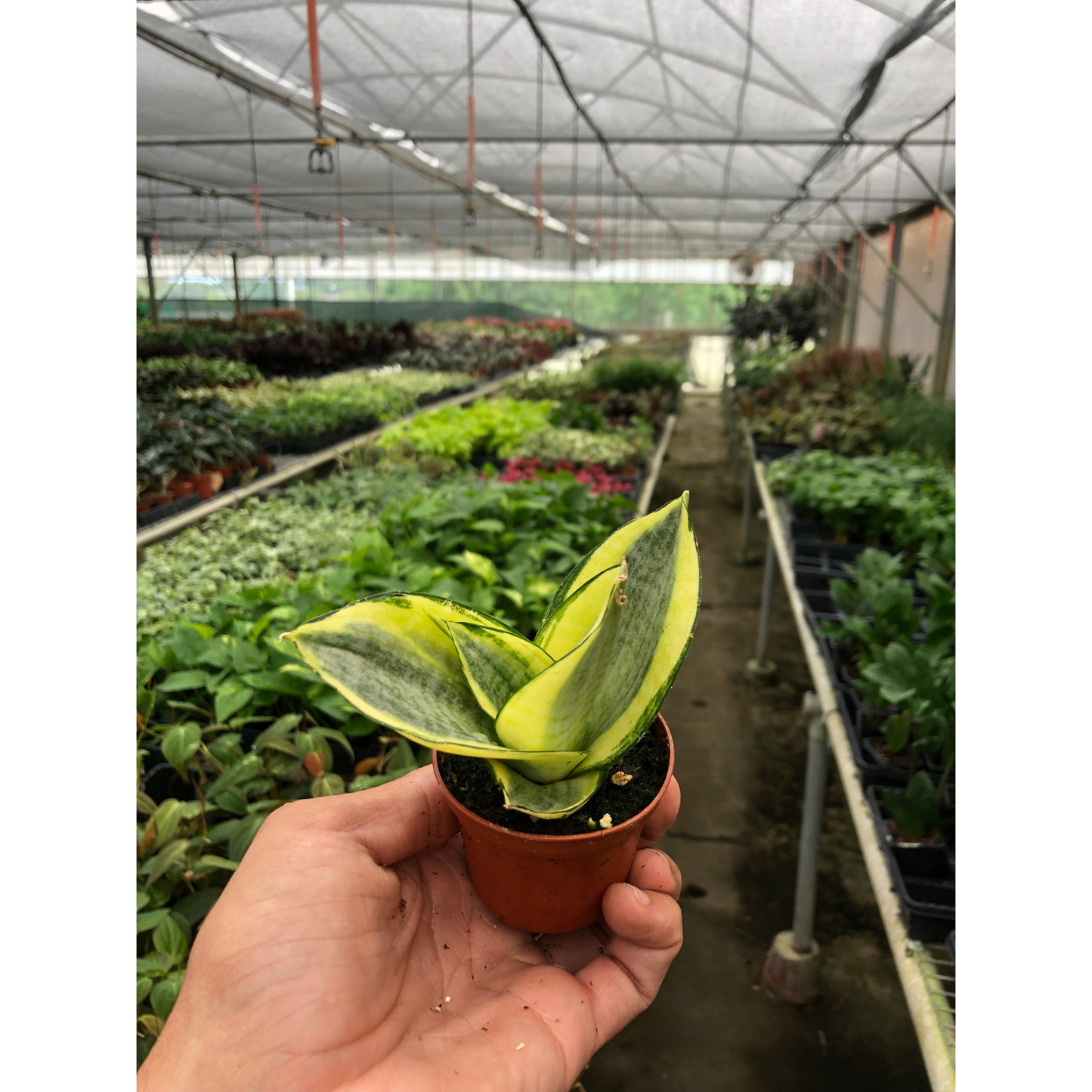 Snake Plant 'Gold Hahnii'