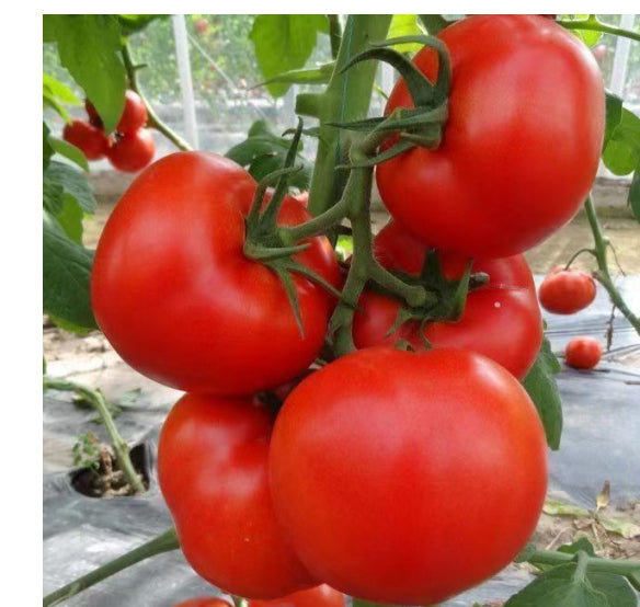 High Yield Big Tomato Seeds High Temperature Vegetables And Fruits