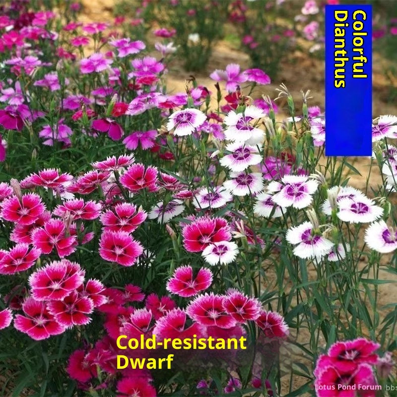 Baby's Breath, Sunflower, Cosmos, Daisy Four-season Seeds