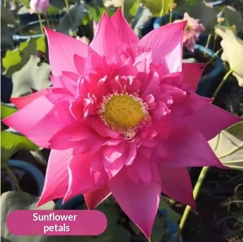 Four Seasons Blooming Hydroponic Water Lily Lotus Seeds