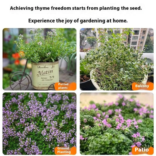 Thyme Seeds Edible Western Foodsteak Vanilla Seasoning Mountain