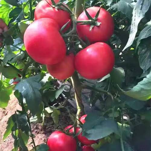 High Yield Big Tomato Seeds High Temperature Vegetables And Fruits