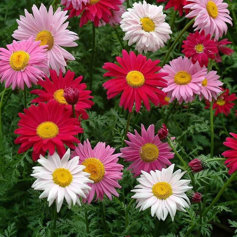 Baby's Breath, Sunflower, Cosmos, Daisy Four-season Seeds