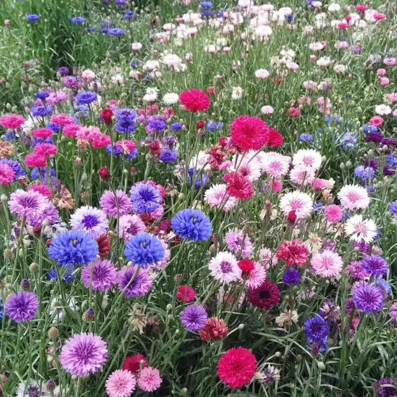 Baby's Breath, Sunflower, Cosmos, Daisy Four-season Seeds