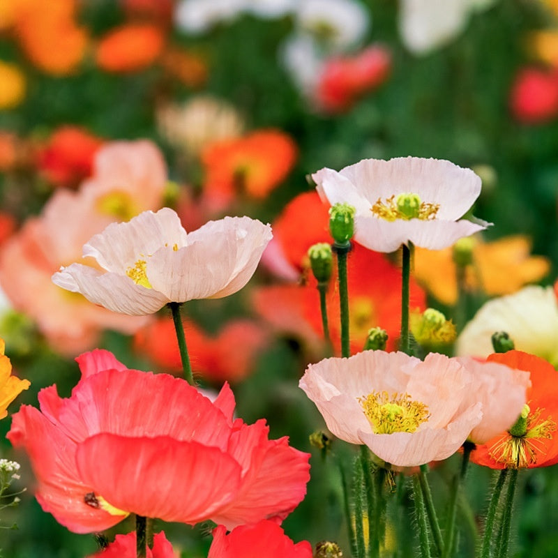 Flower Seeds Are Sown And Blooming In Four Seasons