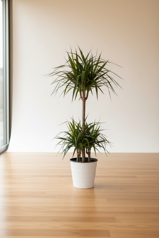 Dracaena Marginata Cane in a white nursery pot with a slender textured trunk topped by long narrow green leaves with red-purple margins on a wood surface in natural light
