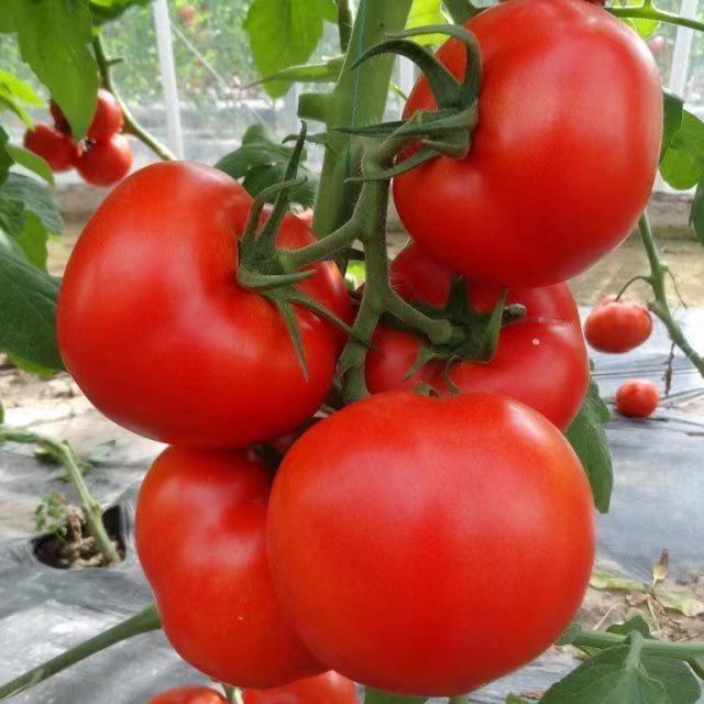 High Yield Big Tomato Seeds High Temperature Vegetables And Fruits