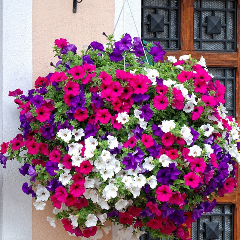 Flower Seeds Are Sown And Blooming In Four Seasons