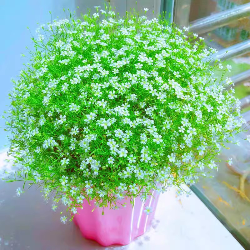 Baby's Breath, Sunflower, Cosmos, Daisy Four-season Seeds