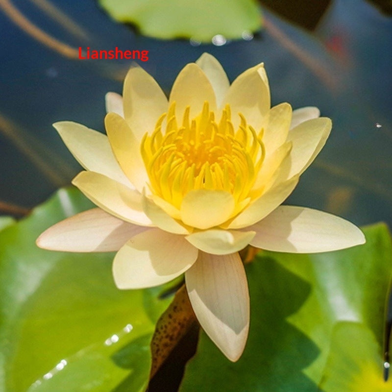 Four Seasons Blooming Hydroponic Water Lily Lotus Seeds