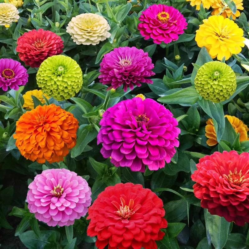 Baby's Breath, Sunflower, Cosmos, Daisy Four-season Seeds