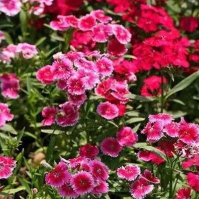 Flower Seeds Are Sown And Blooming In Four Seasons